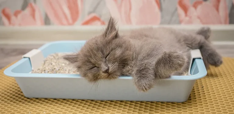 Best Cat Litters for Kittens