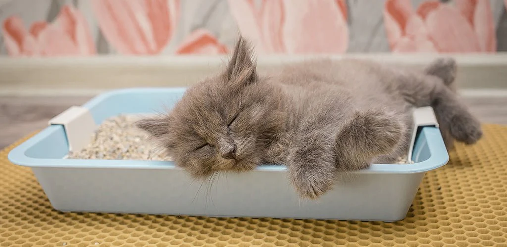 Best Cat Litters for Kittens