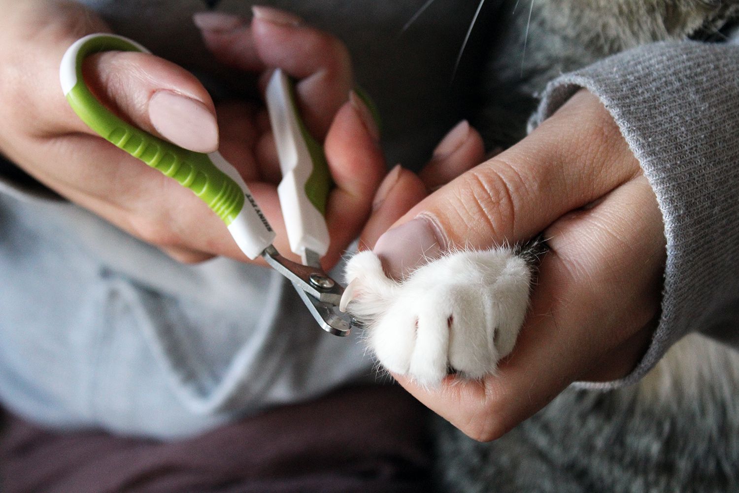 Best Cat Nail Clippers
