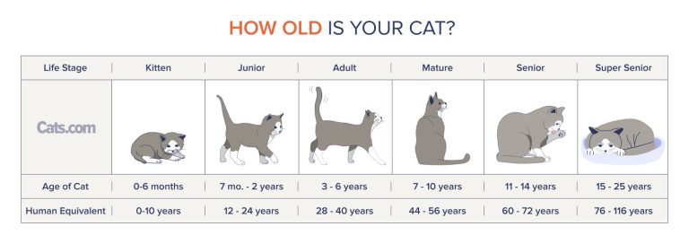 Cat Age Calculator