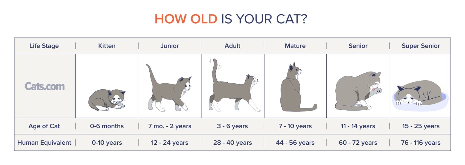 Cat Age Calculator