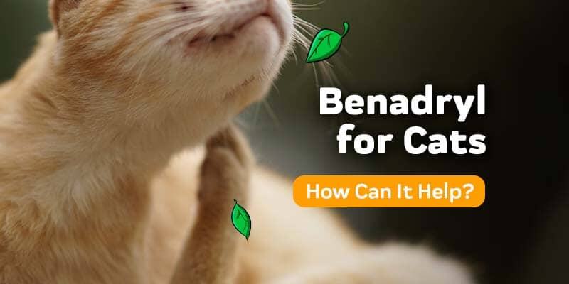 Cat Benadryl