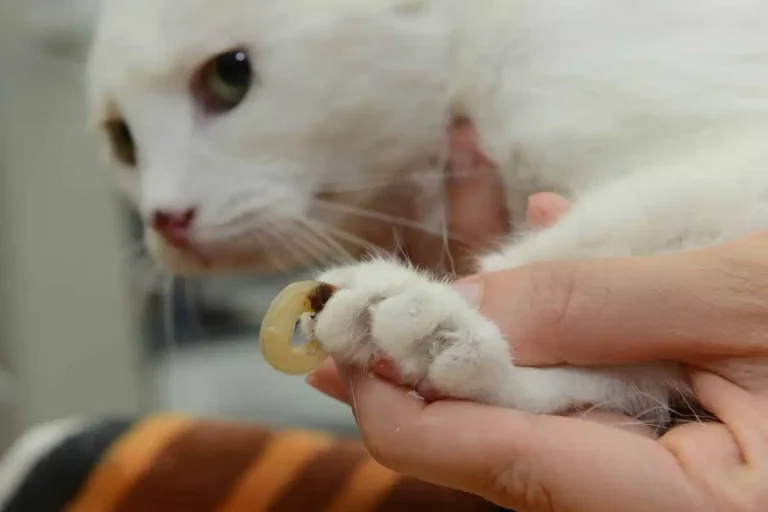Cat Ingrown Claw Removal Treatment