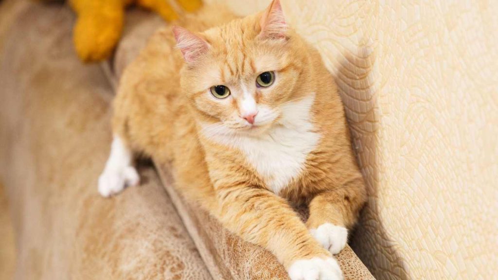 Homemade Cat Food for Urinary Problems