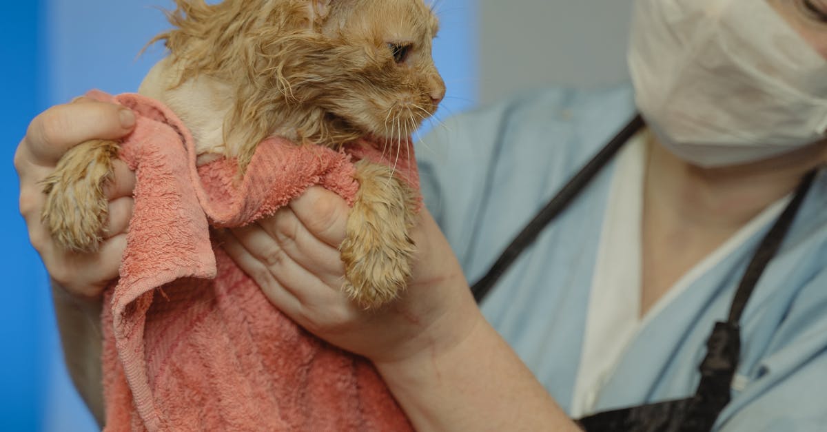 How Much Does a Cat Abortion Cost