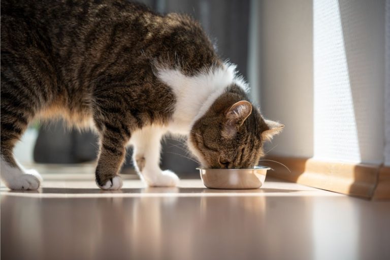 How Much Dry Food to Feed a Cat Calculator