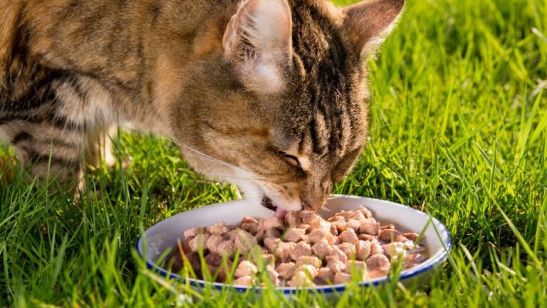 Small Kibble Cat Food