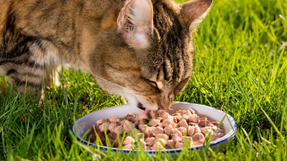 Small Kibble Cat Food